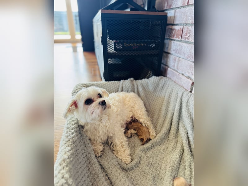 Wunderschöne Maltipoo Welpen!!! (Malteser/Zwergpudel)