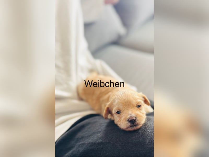 Wunderschöne Maltipoo Welpen!!! (Malteser/Zwergpudel)