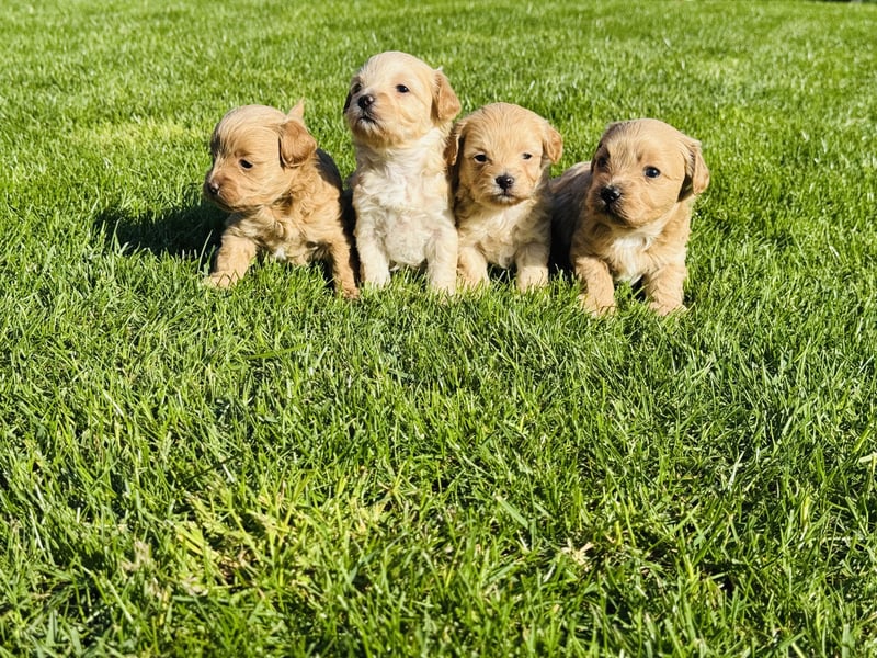 Wunderschöne Maltipoo Welpen!!! (Malteser/Zwergpudel)