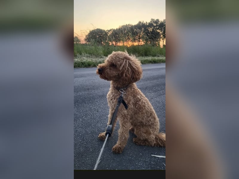 Wunderschöne Maltipoo Welpen!!! (Malteser/Zwergpudel)