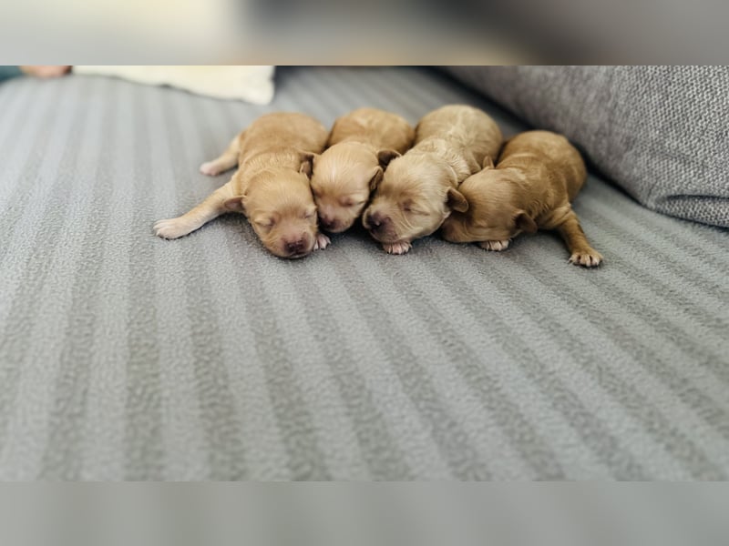 Wunderschöne Maltipoo Welpen!!! (Malteser/Zwergpudel)