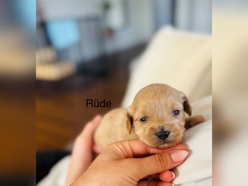 Wunderschöne Maltipoo Welpen!!! (Malteser/Zwergpudel)