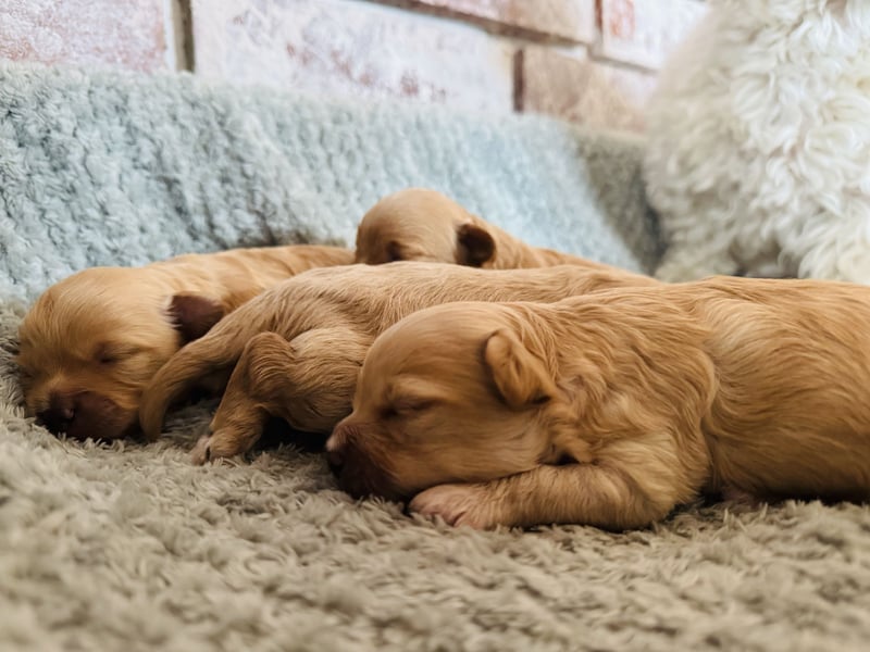 Wunderschöne Maltipoo Welpen!!! (Malteser/Zwergpudel)