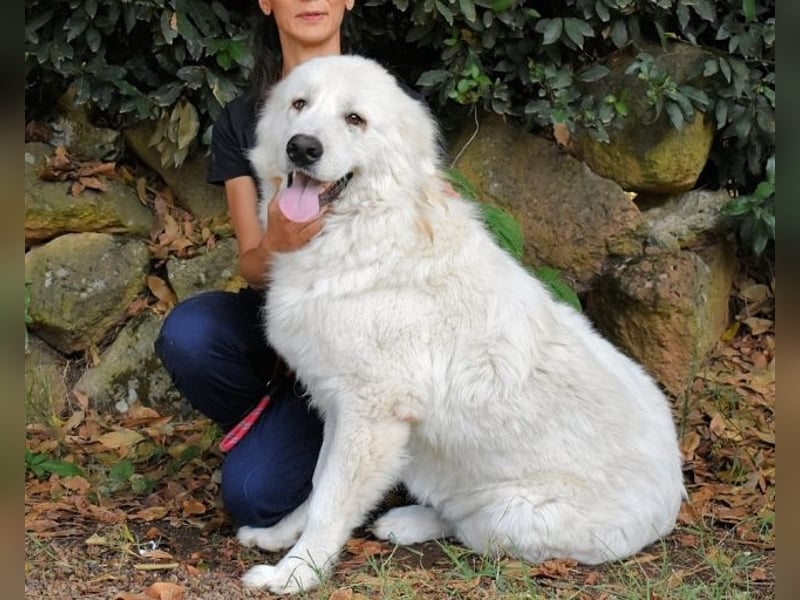 Ottis - Wow! Einfach nur wow! Ottis - Wow! Einfach nur wow!