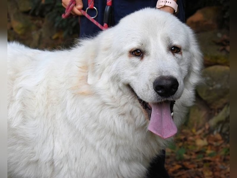 Ottis - Wow! Einfach nur wow! Ottis - Wow! Einfach nur wow!