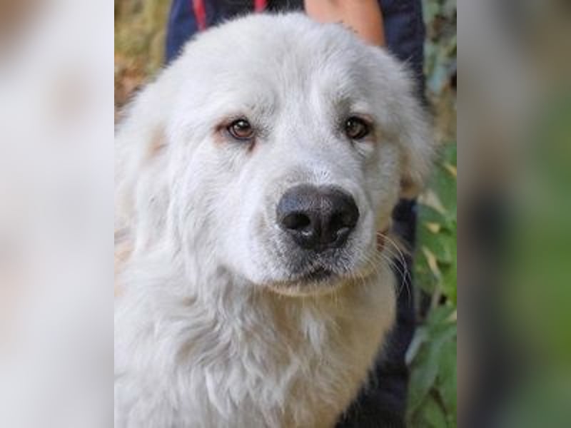 Ottis - Wow! Einfach nur wow! Ottis - Wow! Einfach nur wow!