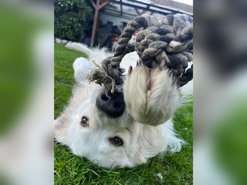 Deckrüde Maremmano Maremmen Abruzzen Schäferhund