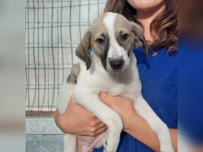 Bora - eine kleine Knutschkugel