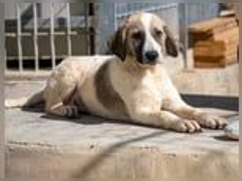 Bora - eine kleine Knutschkugel