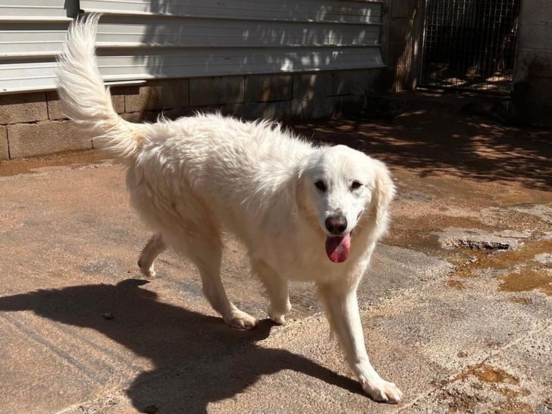 Romina - unser Sonnenschein sucht ein Zuhause