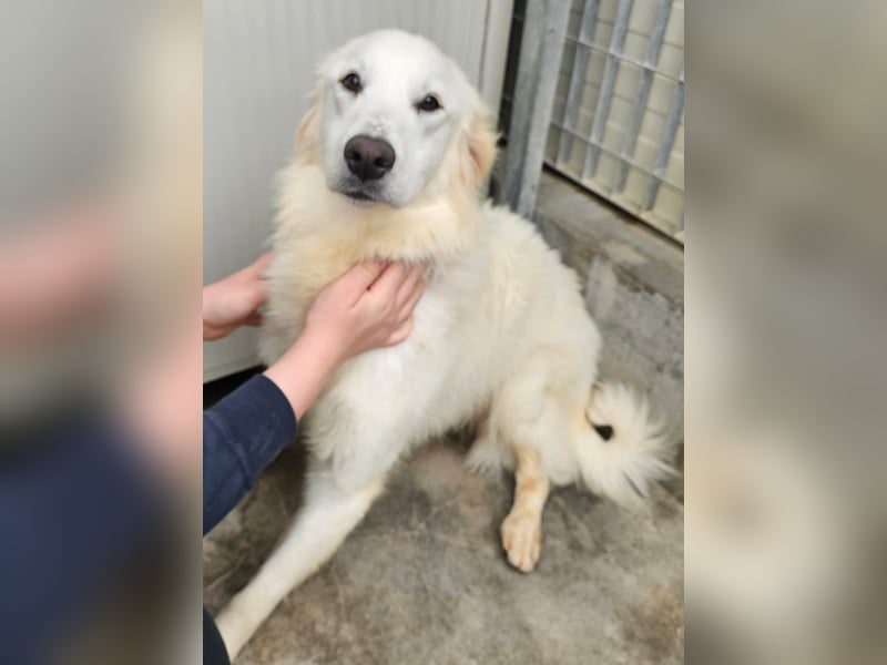 Romina - unser Sonnenschein sucht ein Zuhause