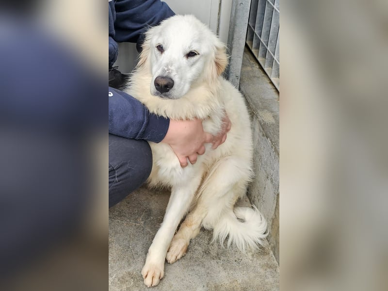 Romina - unser Sonnenschein sucht ein Zuhause