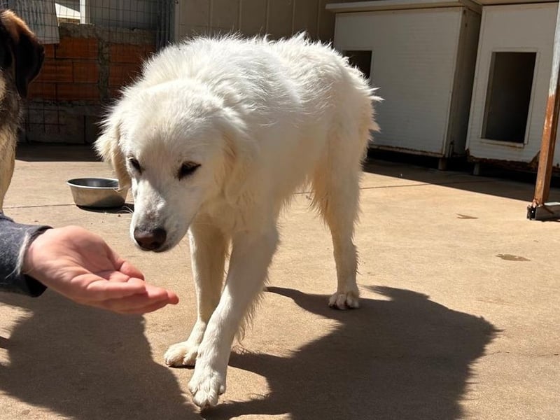 Romina - unser Sonnenschein sucht ein Zuhause