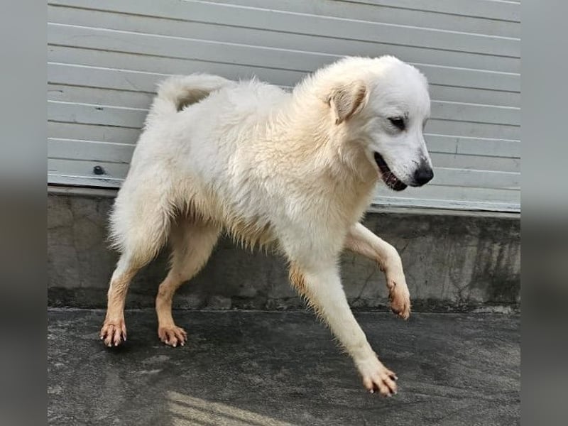 Romina - unser Sonnenschein sucht ein Zuhause