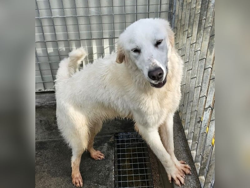 Romina - unser Sonnenschein sucht ein Zuhause