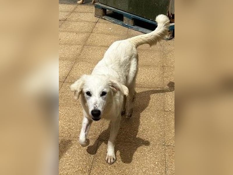 Romina - unser Sonnenschein sucht ein Zuhause