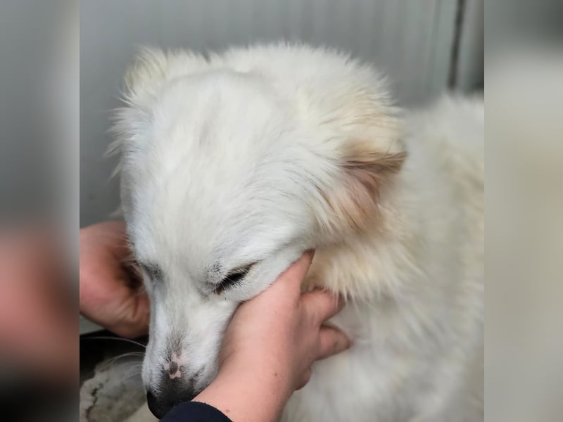 Romina - unser Sonnenschein sucht ein Zuhause