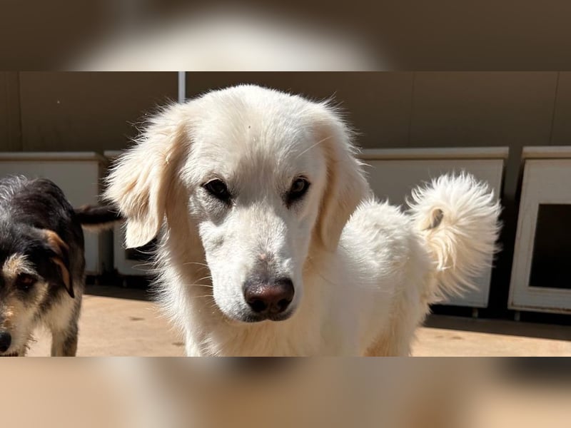 Romina - unser Sonnenschein sucht ein Zuhause