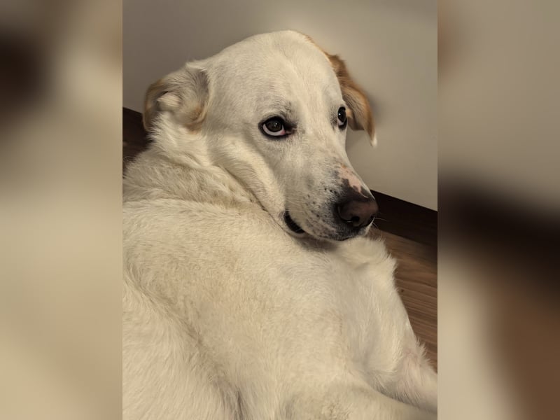 Tobi sucht dringend ein neues Zuhause