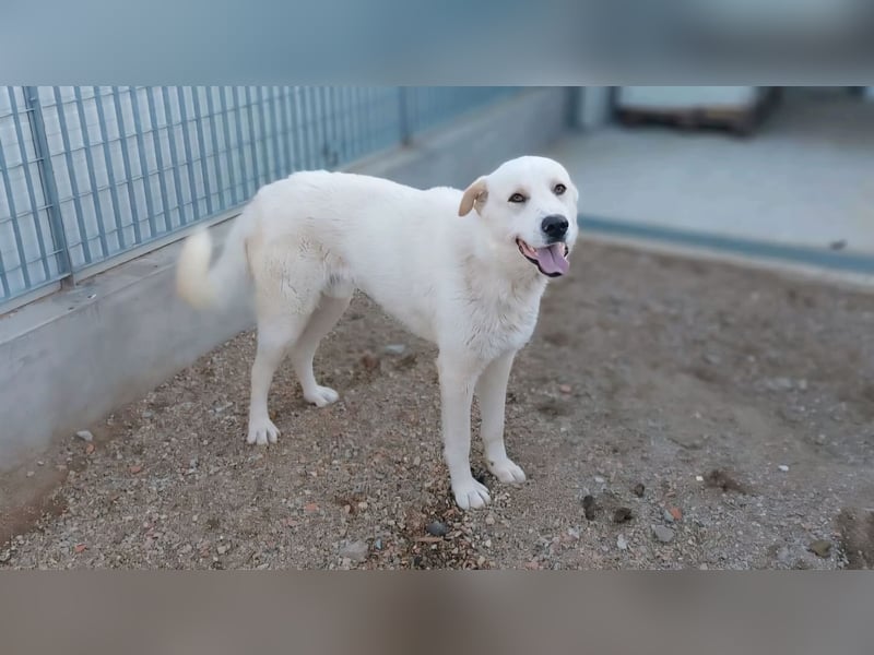 Cucciolo- auch das schaffen wir!