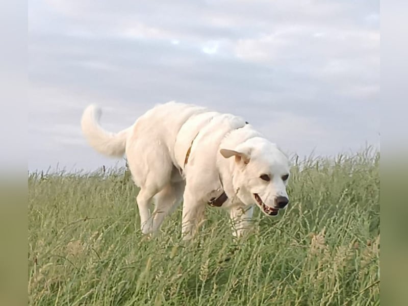 Cucciolo- auch das schaffen wir!