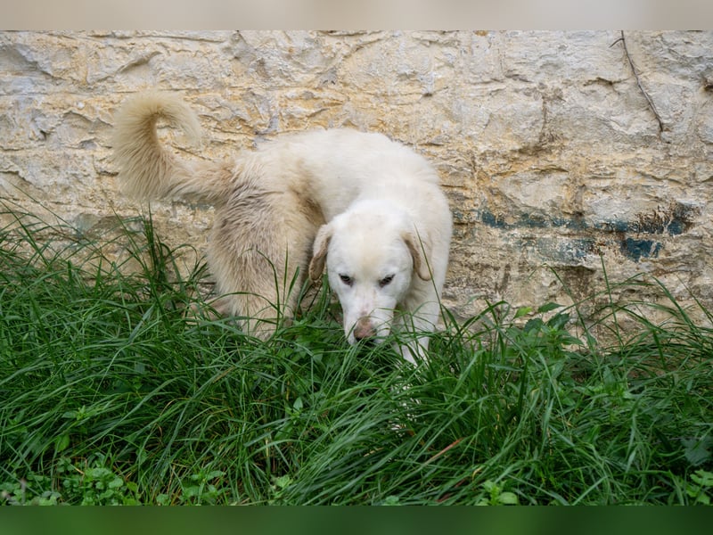 Mira: anhängliche Herdenschutzhündin sucht Zuhause