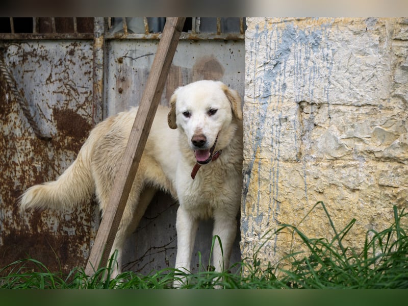 Mira: anhängliche Herdenschutzhündin sucht Zuhause