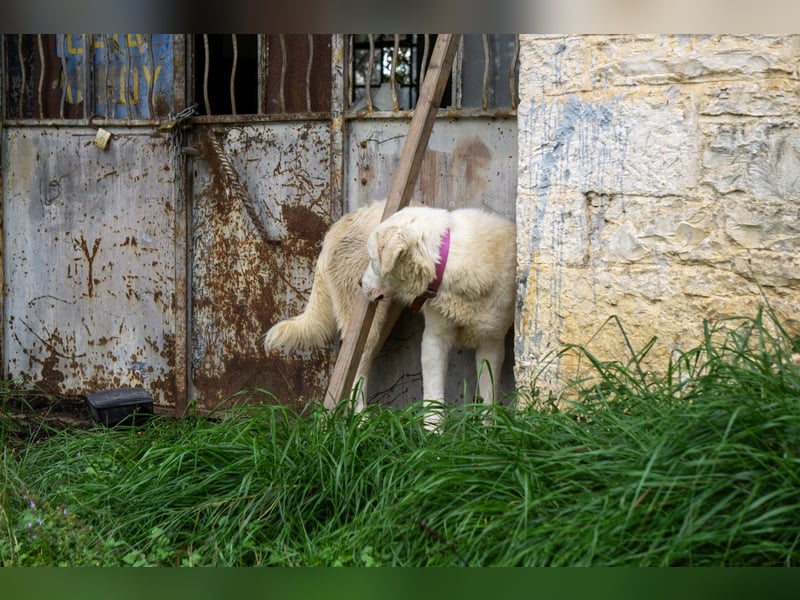 Mira: anhängliche Herdenschutzhündin sucht Zuhause