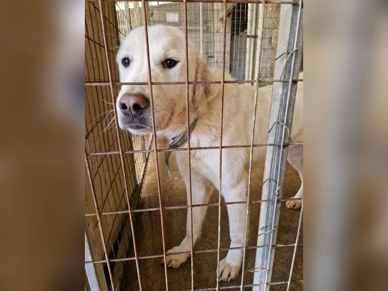 Mira: anhängliche Herdenschutzhündin sucht Zuhause