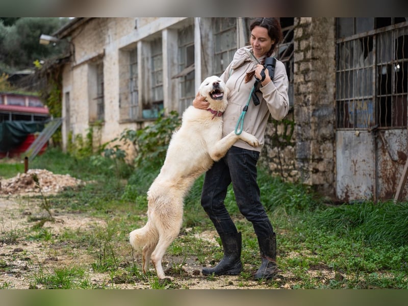 Mira: anhängliche Herdenschutzhündin sucht Zuhause
