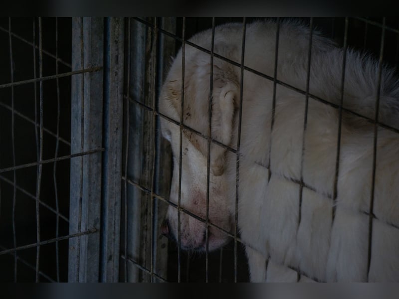 Mira: anhängliche Herdenschutzhündin sucht Zuhause