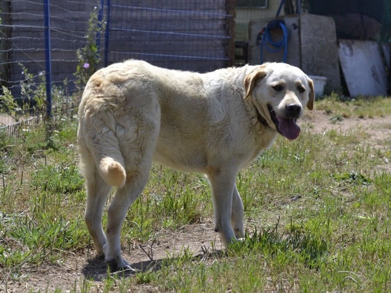 Camilla - die Große Sensible