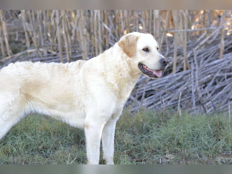 Camilla - die Große Sensible