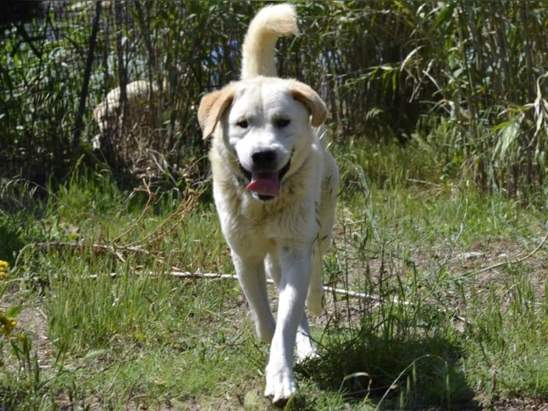 Cavour – Imposant, verschmust und aktiv