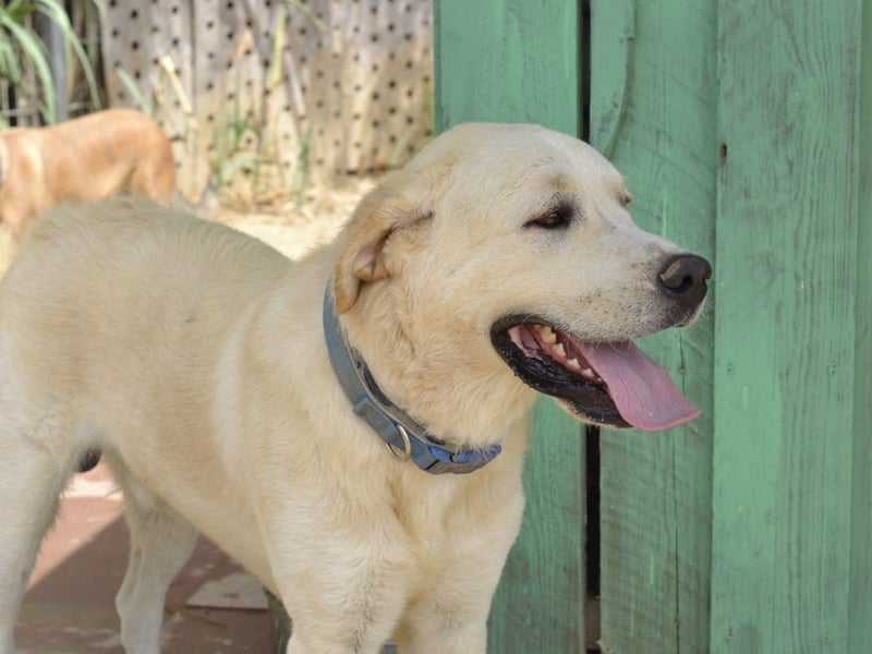 Cavour – Imposant, verschmust und aktiv