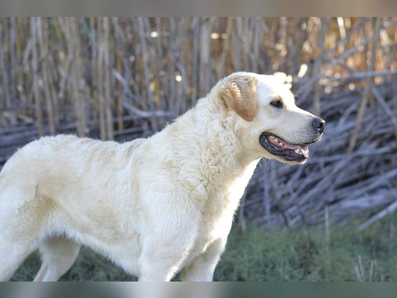 Camilla - die Große Sensible