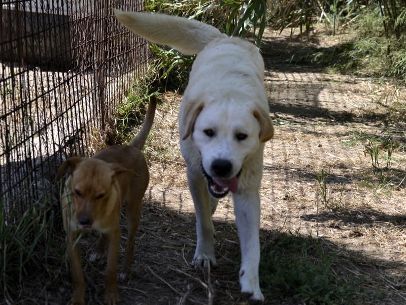 Camilla - die Große Sensible