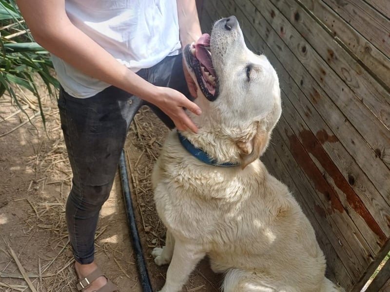 Cavour – Imposant, verschmust und aktiv