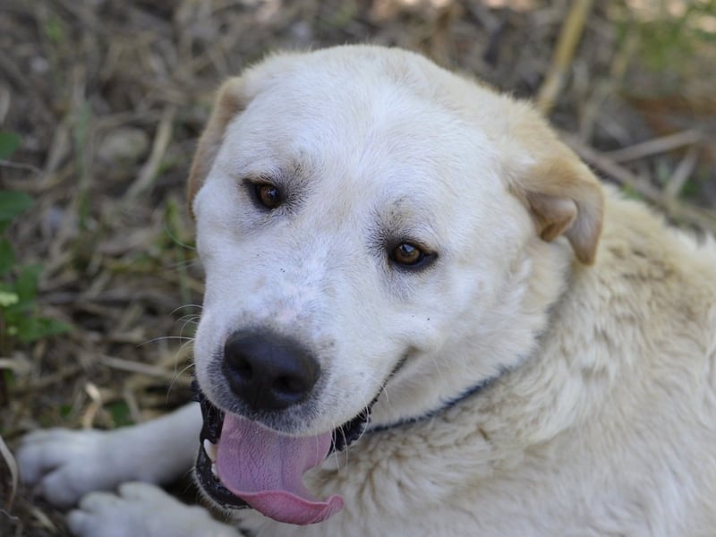 Cavour – Imposant, verschmust und aktiv