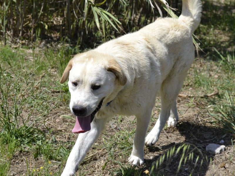 Cavour – Imposant, verschmust und aktiv