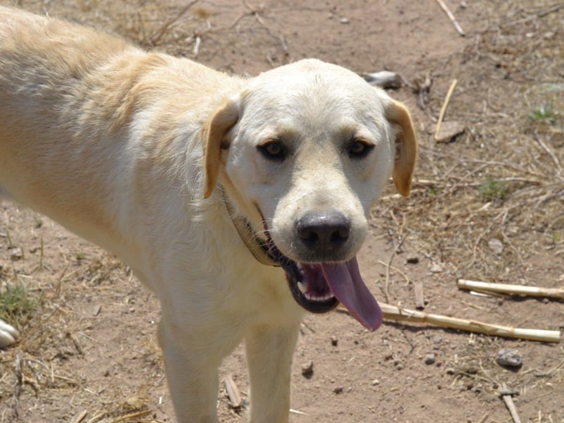 Camilla - die Große Sensible