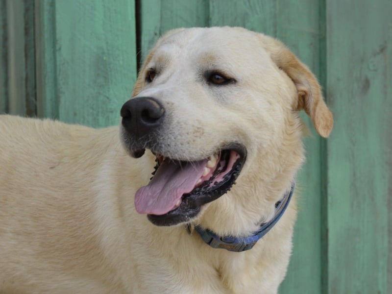 Cavour – Imposant, verschmust und aktiv