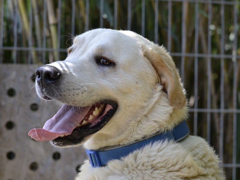 Cavour – Imposant, verschmust und aktiv