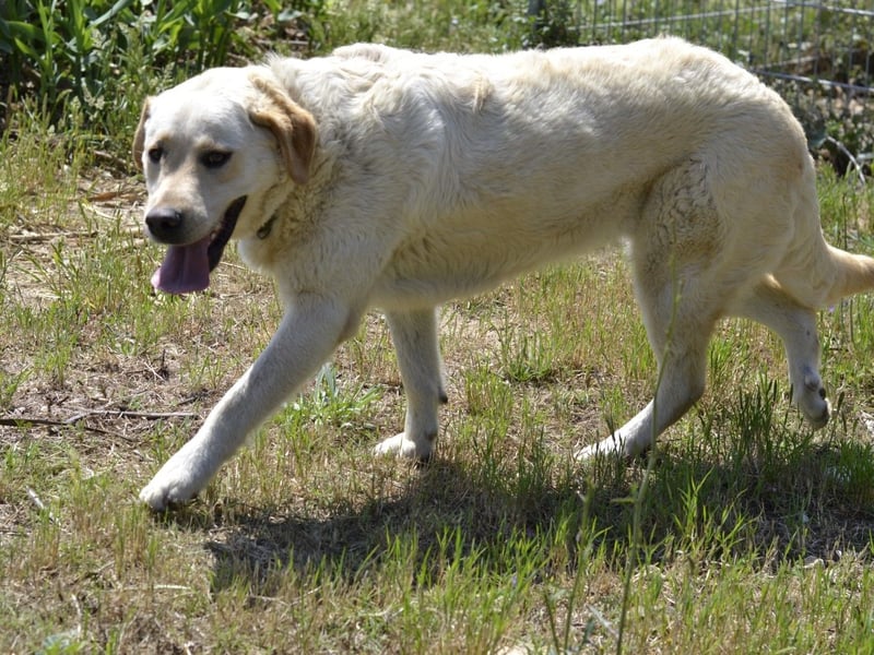 Camilla - die Große Sensible