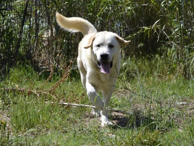 Cavour – Imposant, verschmust und aktiv