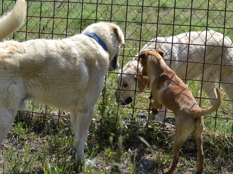 Cavour – Imposant, verschmust und aktiv