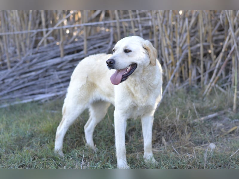 Camilla - die Große Sensible