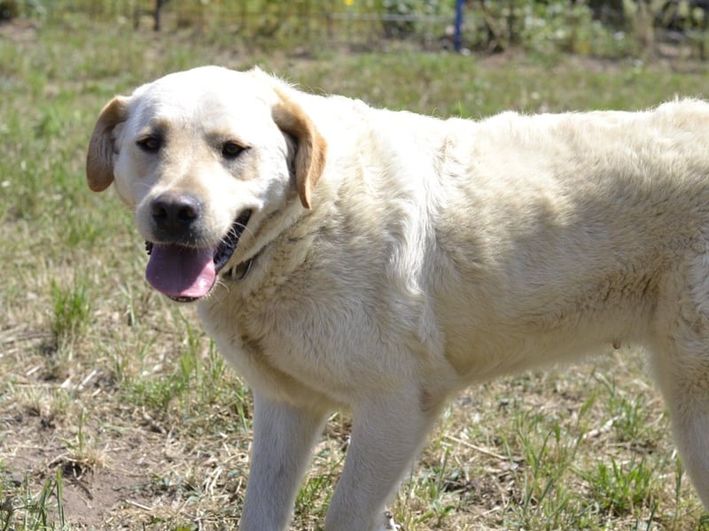 Camilla - die Große Sensible
