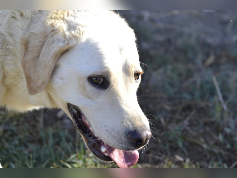 Camilla - die Große Sensible