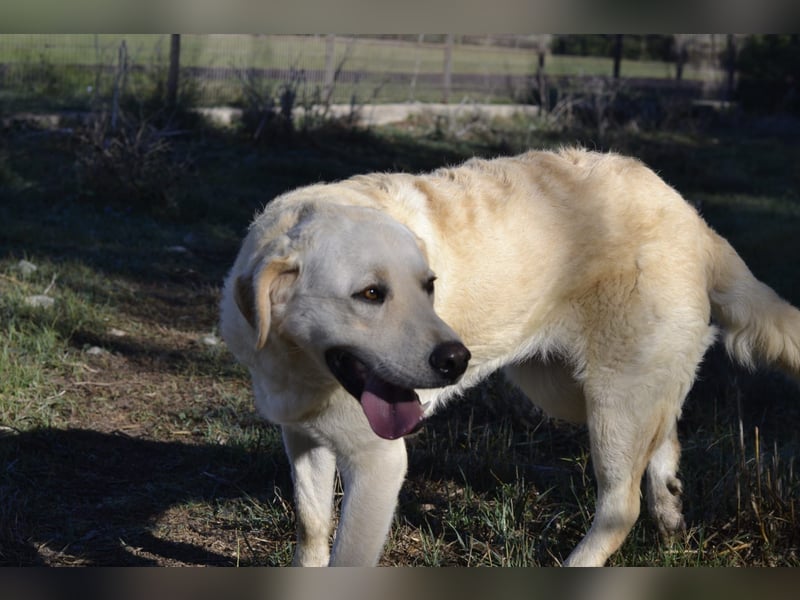 Camilla - die Große Sensible